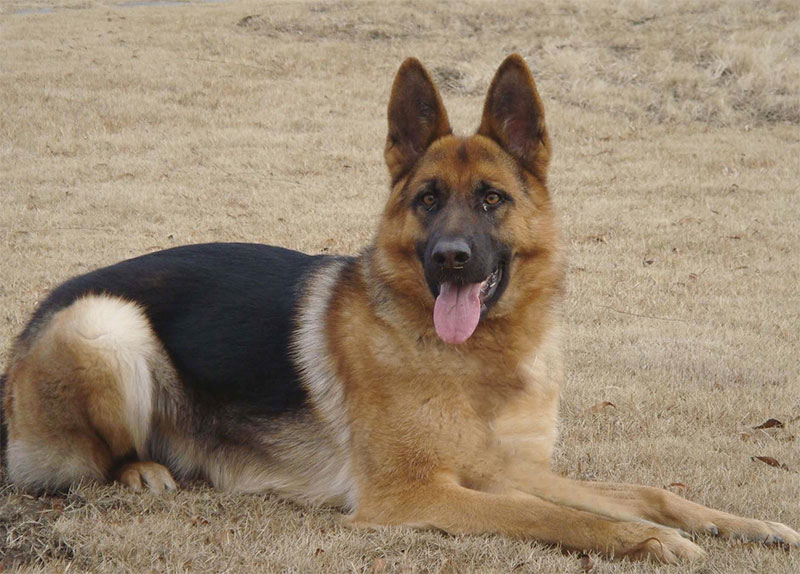 德國(guó)牧羊犬